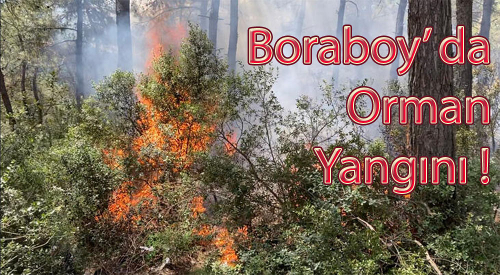 Boraboy’ da Orman Yangını !